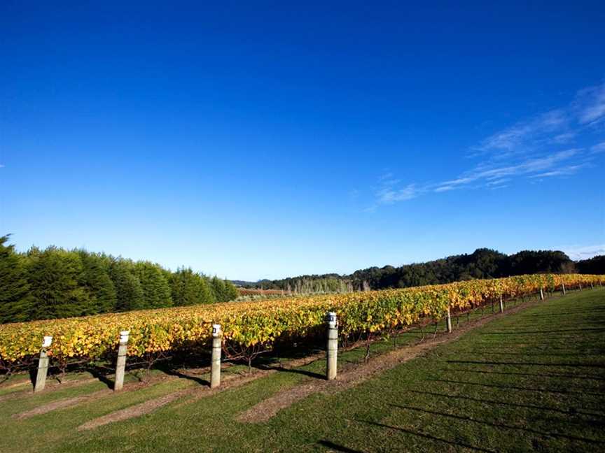 Runner Duck Estate, Wineries in Warkworth