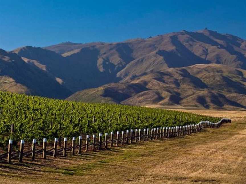 Mc Arthur Ridge Vineyard, Wineries in Alexandra Suburb