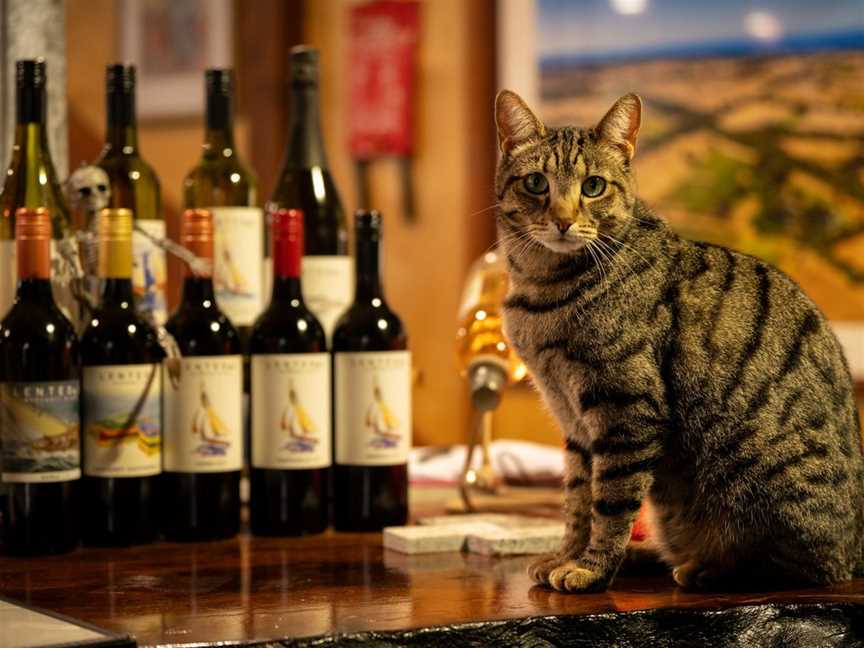 Millie our friendly cellar door cat