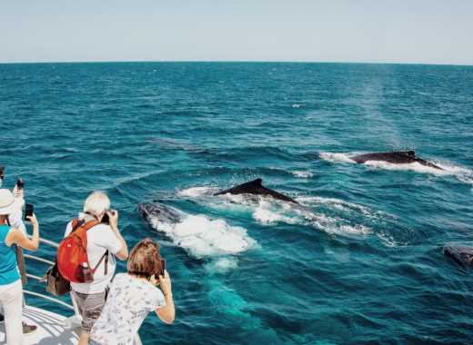 Brisbane Whale Watching