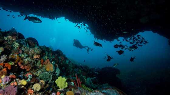 Reef diving in WA