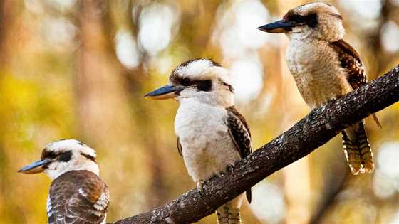 Birdwatching in WA