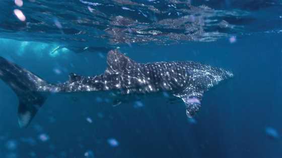 Whale Watching in the South-West