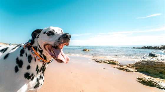 Dog-friendly beaches across Perth