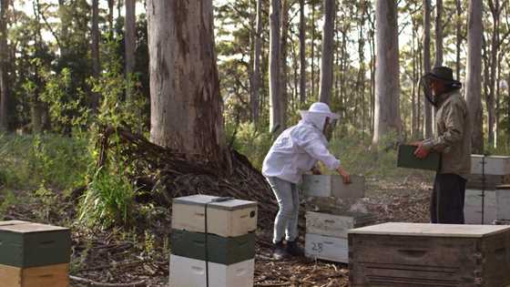 Why WA honey tastes better, straight from the hive and chemical-free