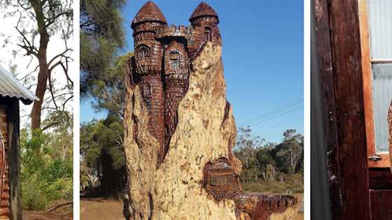 Meet Darrel Radcliffe, the chainsaw artist who turned tree stumps into a sculpture park